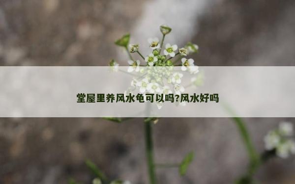 堂屋里养风水龟可以吗?风水好吗
