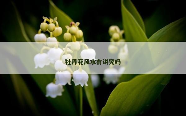 牡丹花风水有讲究吗