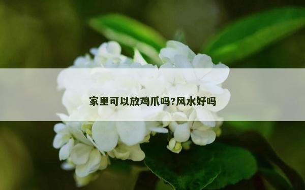 家里可以放鸡爪吗?风水好吗