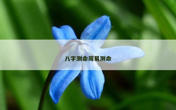 八字测命周易测命
