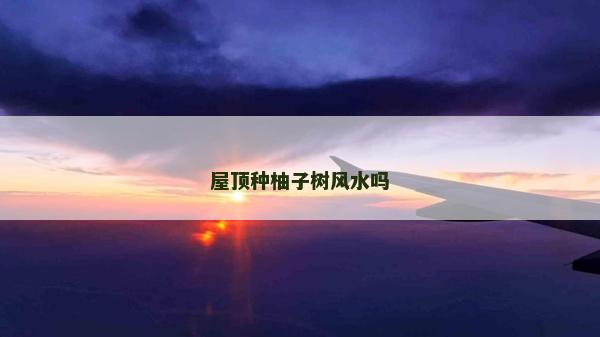 屋顶种柚子树风水吗
