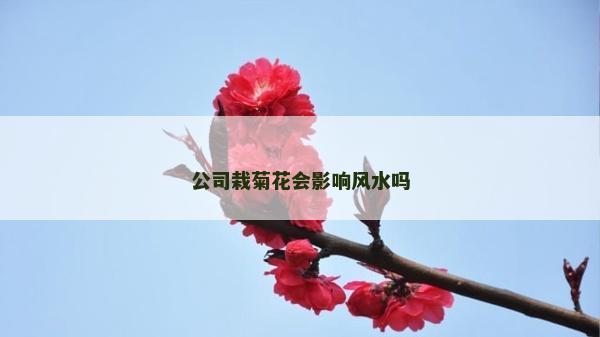 公司栽菊花会影响风水吗
