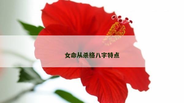 女命从杀格八字特点
