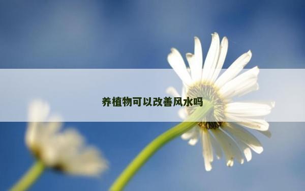 养植物可以改善风水吗