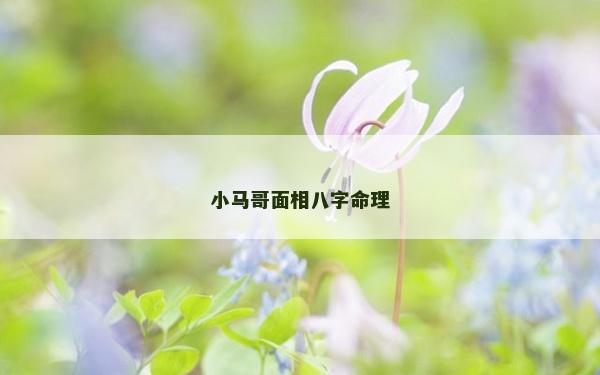 小马哥面相八字命理