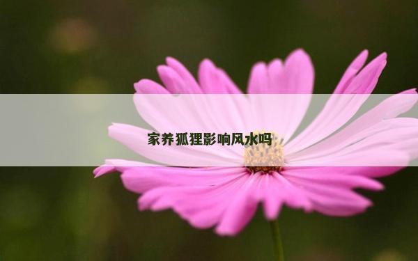 家养狐狸影响风水吗