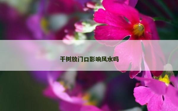干树放门口影响风水吗