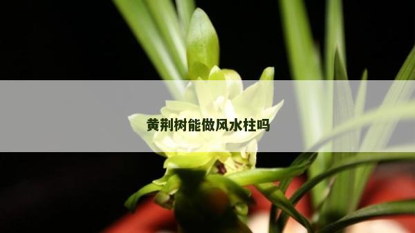 黄荆树能做风水柱吗