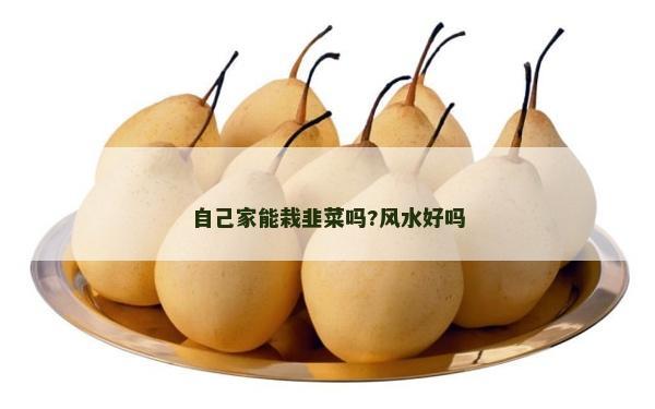 自己家能栽韭菜吗?风水好吗