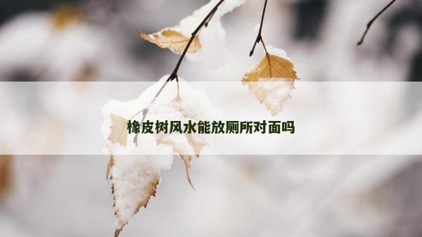 橡皮树风水能放厕所对面吗