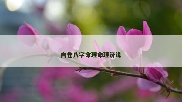 向佐八字命理命理济缘
