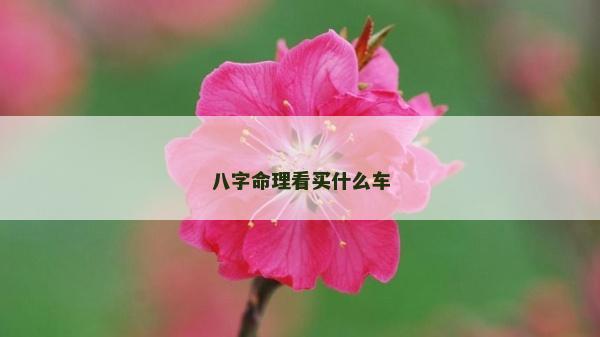 八字命理看买什么车
