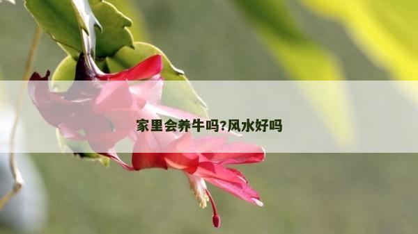 家里会养牛吗?风水好吗