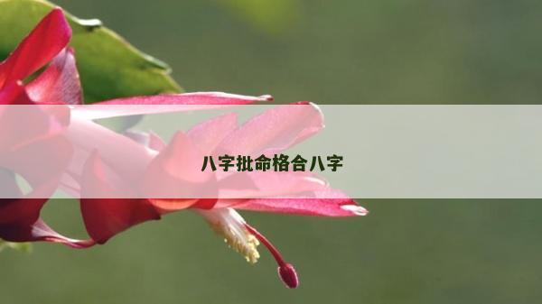 八字批命格合八字