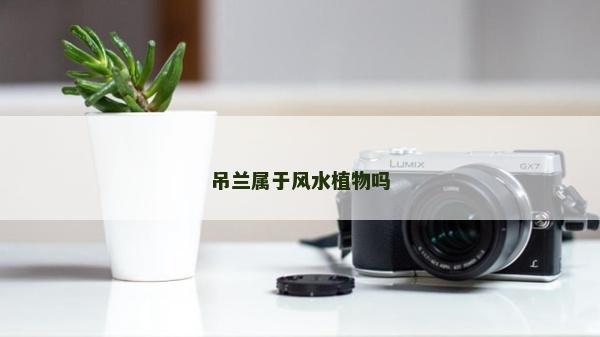 吊兰属于风水植物吗