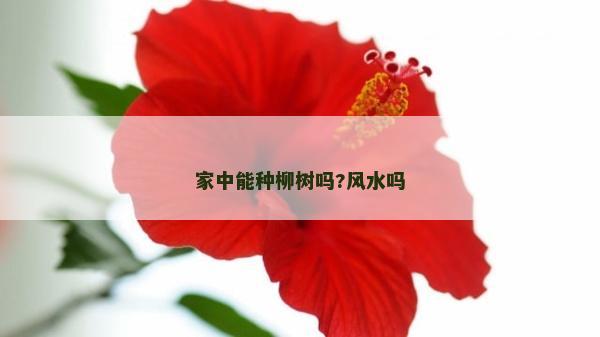 家中能种柳树吗?风水吗