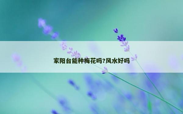 家阳台能种梅花吗?风水好吗