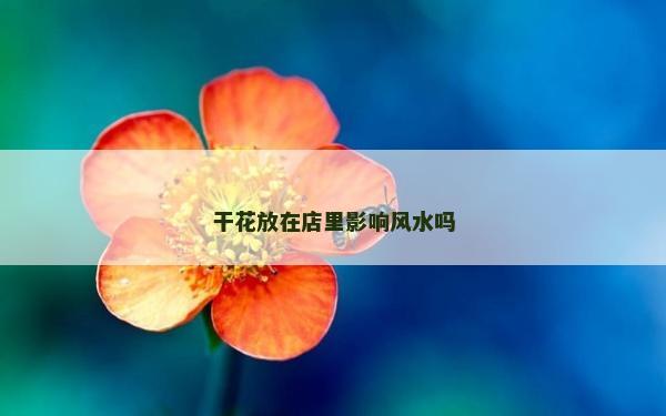干花放在店里影响风水吗