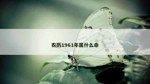农历1961年属什么命