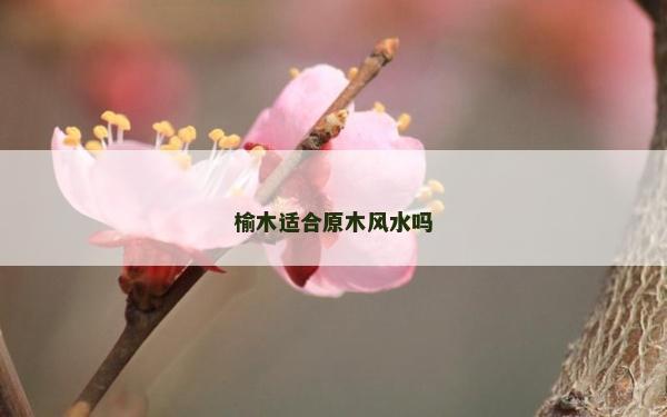 榆木适合原木风水吗