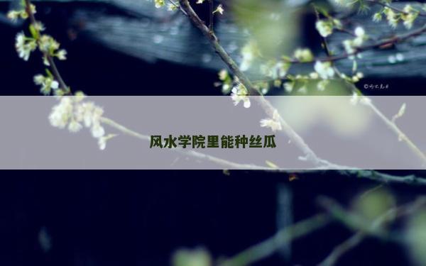 风水学院里能种丝瓜