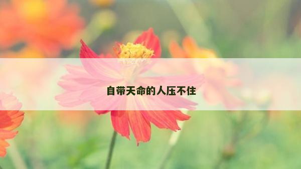 自带天命的人压不住