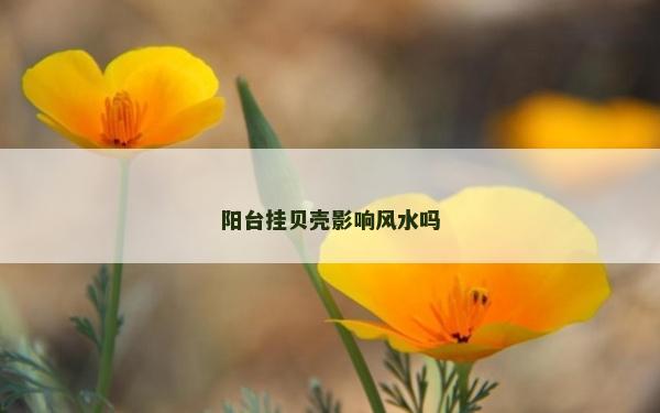阳台挂贝壳影响风水吗