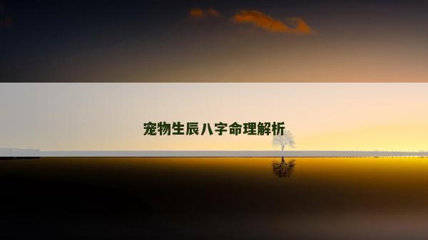 宠物生辰八字命理解析