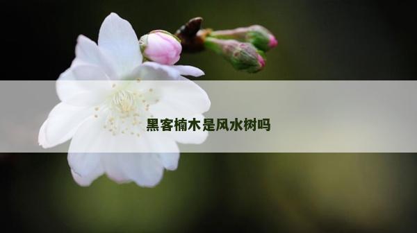 黑客楠木是风水树吗
