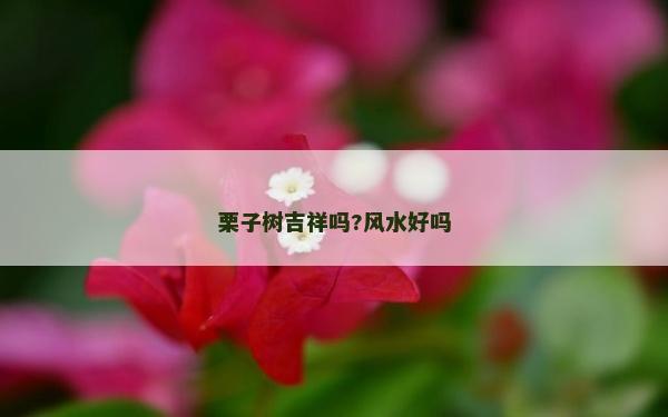 栗子树吉祥吗?风水好吗