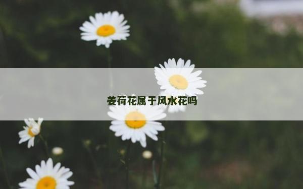 姜荷花属于风水花吗