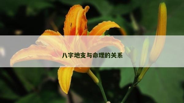 八字地支与命理的关系
