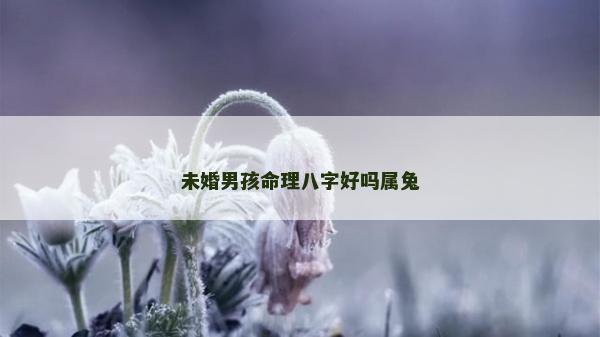 未婚男孩命理八字好吗属兔
