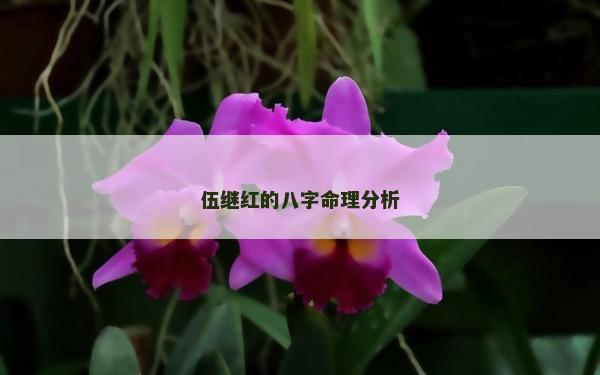 伍继红的八字命理分析