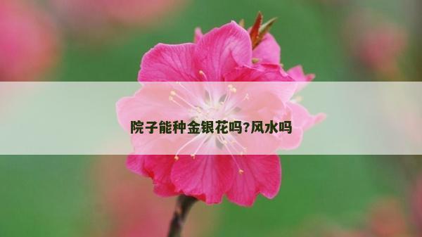 院子能种金银花吗?风水吗