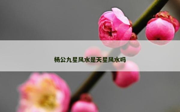 杨公九星风水是天星风水吗