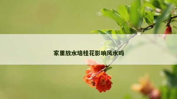 家里放水培桂花影响风水吗