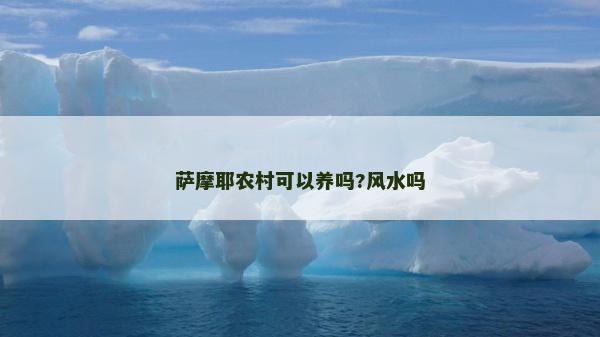 萨摩耶农村可以养吗?风水吗