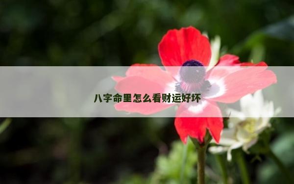 八字命里怎么看财运好坏