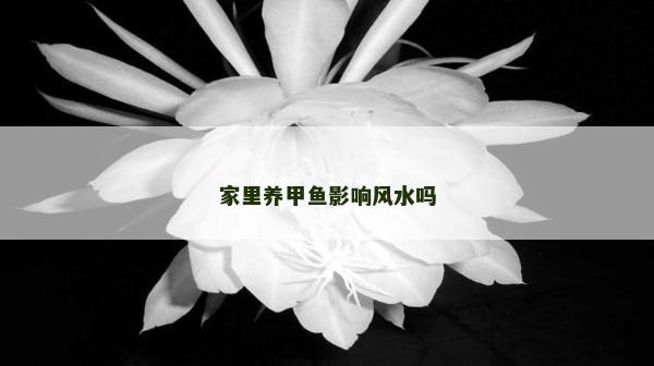 家里养甲鱼影响风水吗
