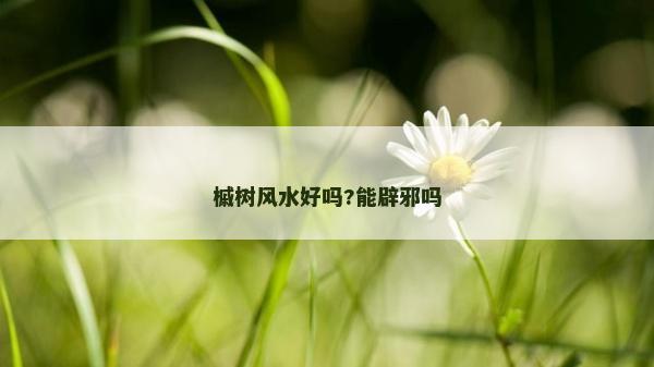 槭树风水好吗?能辟邪吗