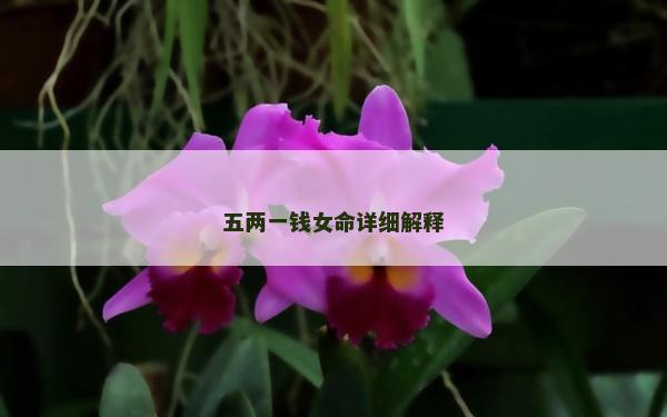 五两一钱女命详细解释