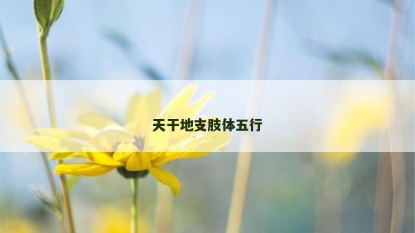 天干地支肢体五行