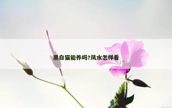 黑白猫能养吗?风水怎样看