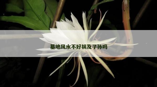 墓地风水不好祸及子孙吗