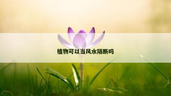 植物可以当风水隔断吗