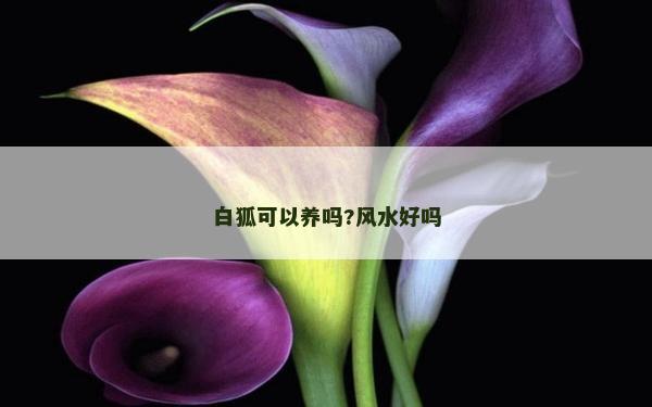 白狐可以养吗?风水好吗