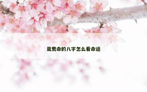鸳鸯命的八字怎么看命运