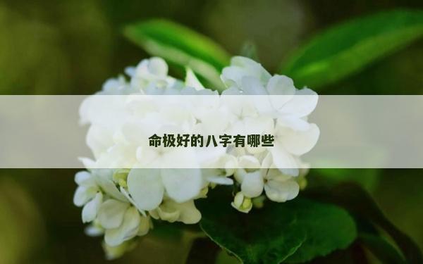 命极好的八字有哪些