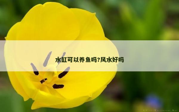 水缸可以养鱼吗?风水好吗